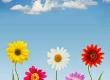 Make Your Own Plant Pots