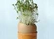 Growing Crafts for Kids