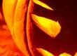 Halloween Crafts for Kids