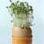 Growing Crafts for Kids
